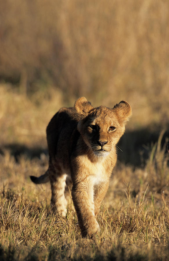 A Lion Cub Advancing Towards The Camera Photograph by Daryl Balfour A Lion Cub Advancing Towards The Camera Photograph by Daryl Balfour