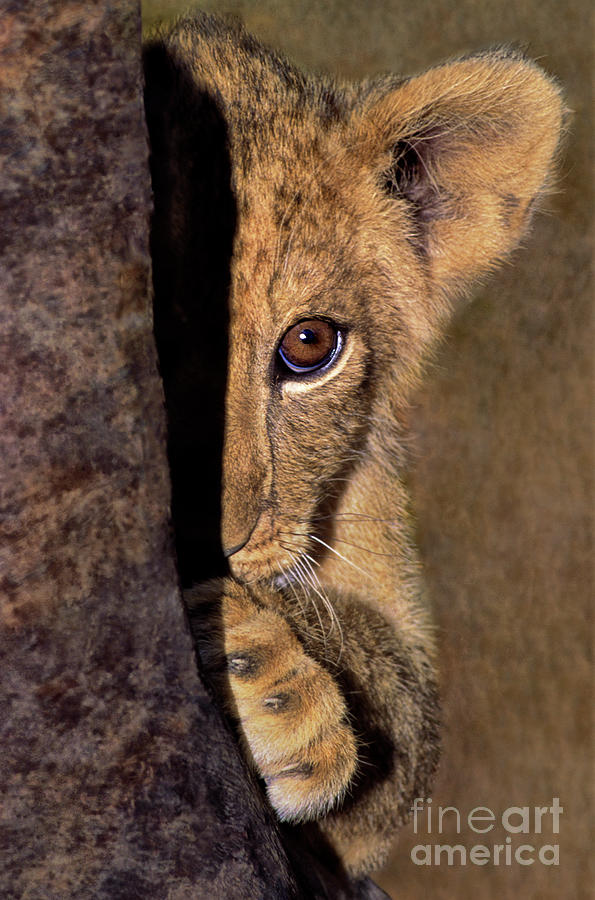 A Lion Cub Plays Hide and Seek Wildlife Rescue Photograph by Dave Welling