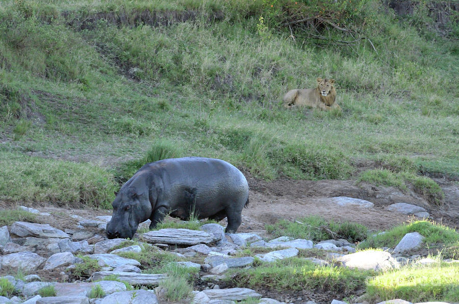 A Lion Eyeing A Hippo Kenya.  Photograph by Tom Wurl