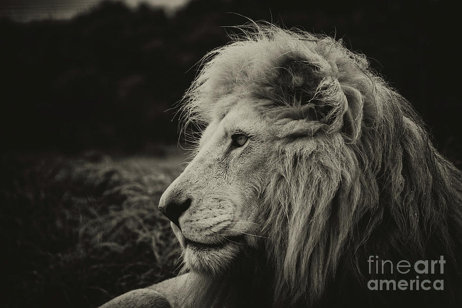 A Lion Photograph by Michael Cunningham A Lion Photograph by Michael Cunningham