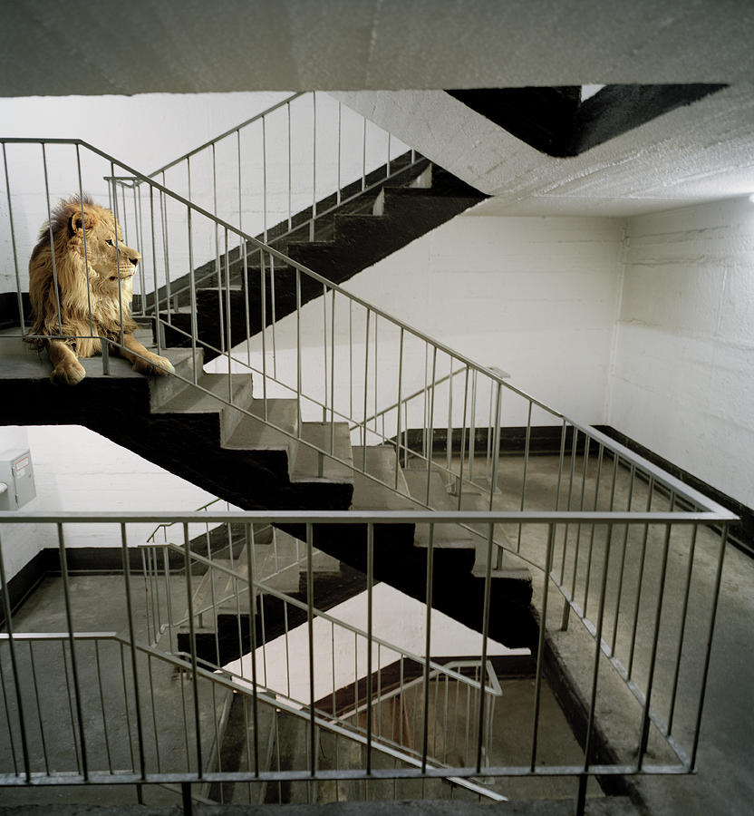 Architecture Photograph - A Lion Rest On A Staircase by Matthias Clamer
