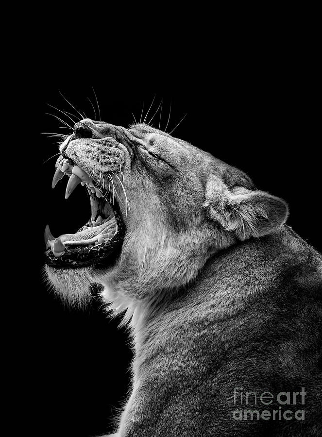 lion roaring black and white front view