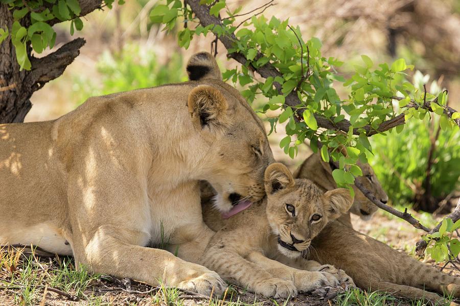 A Lioness And A Cub In The Wild, Okavango Delta, Botswana Photograph by ...