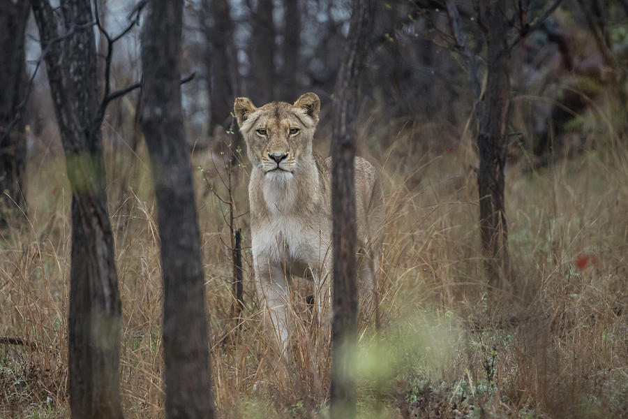 A lioness in the trees Photograph by Mark Hunter
