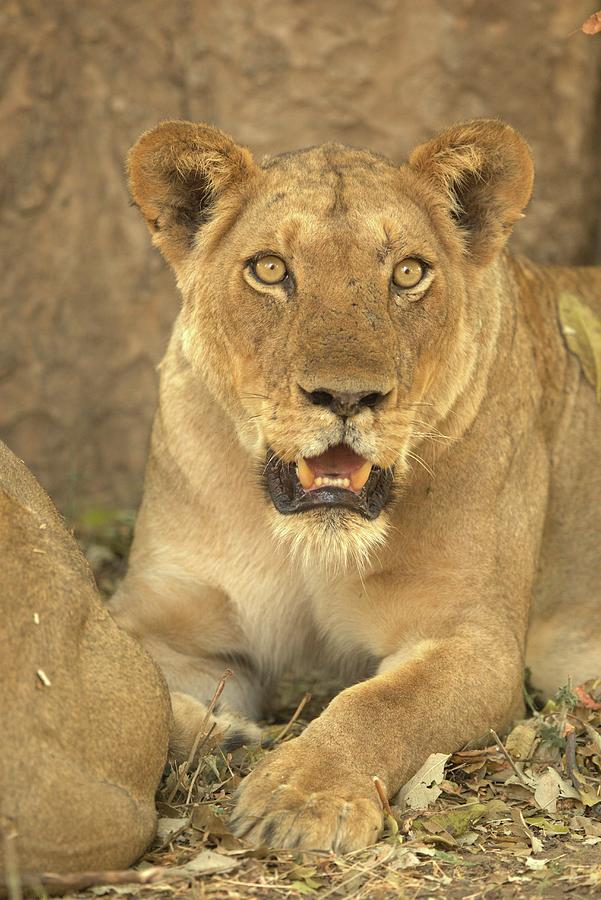 A Lioness In The Wild Photograph by Jalag / Cyril Ruoso
