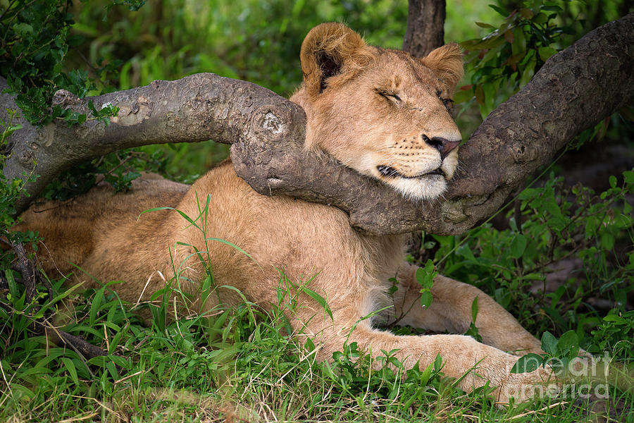 A Lioness Resting Her Head On A Low Photograph by Mario Moreno