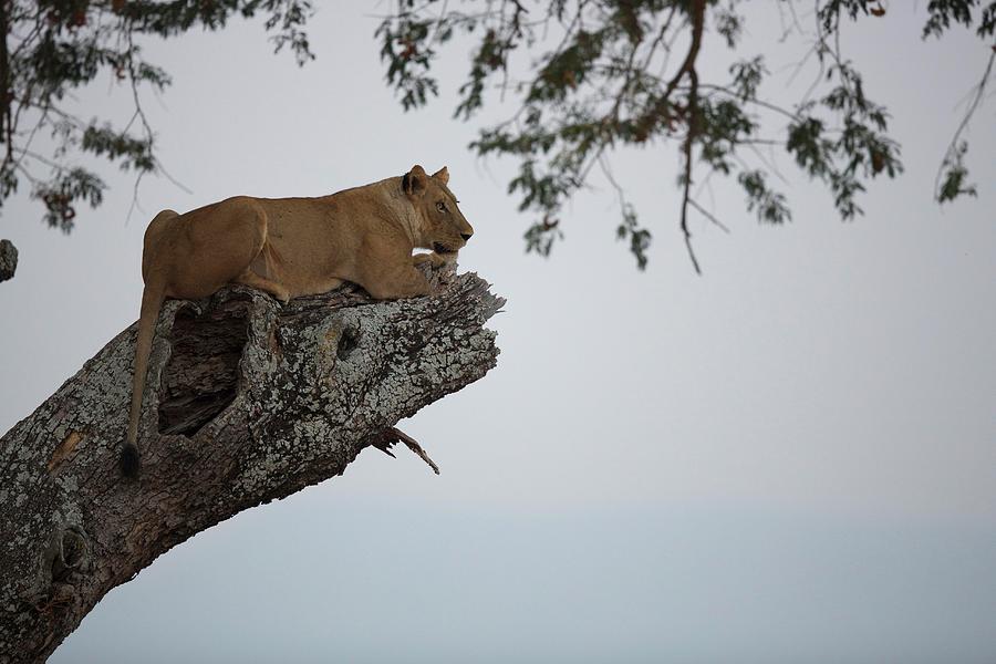 A Lioness Sitting In A Tree At Dusk, Africa Photograph by Jalag / Cyril Ruoso