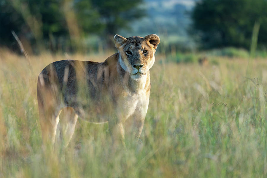 A Lioness Stands In The Tall Grass And Looks At Us Photograph by Cavan ...