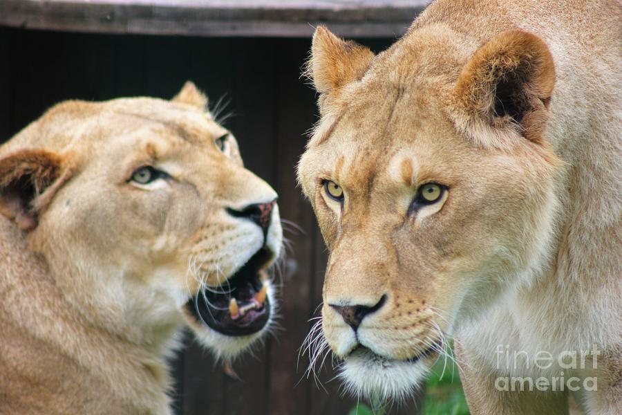 A Lions Stare Photograph by Vicki Spindler