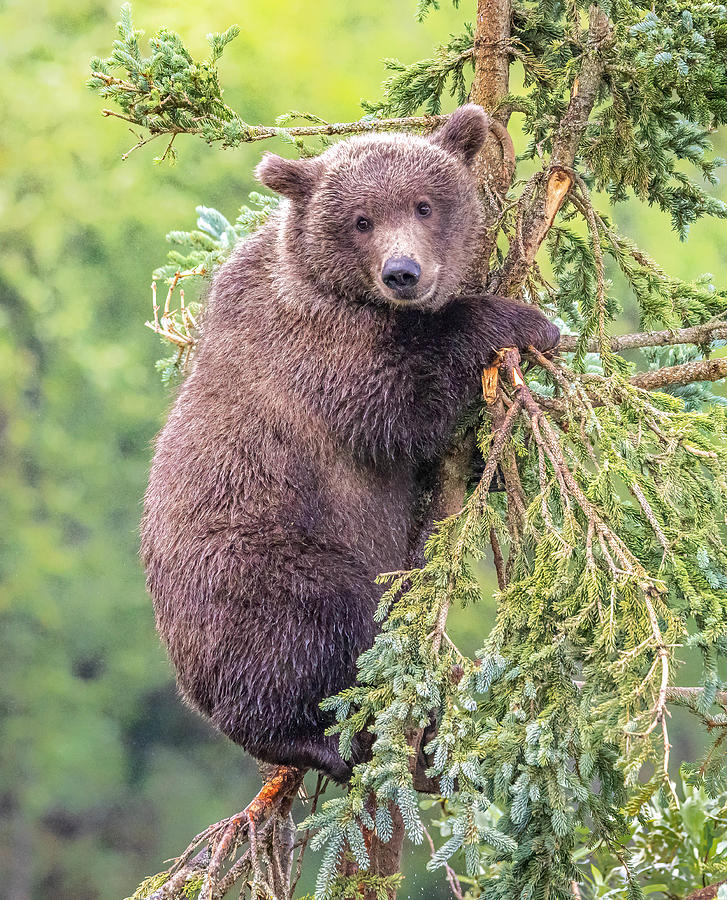 A Little Bear Photograph by Ning Lin