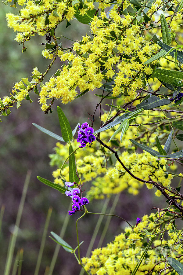 A Little Bit of Purple Coral Pea by Elaine Teague A Little Bit of Purple Coral Pea by Elaine Teague