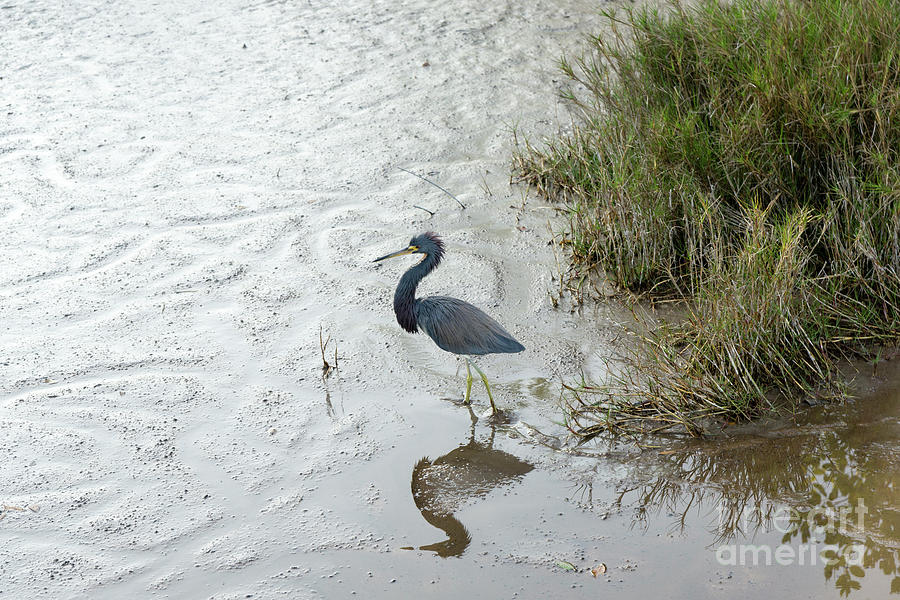 A Little Blue Heron walks across a mud flat at Sanibel, Florida Photograph by William Kuta