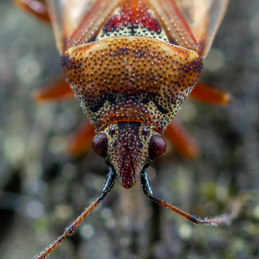 A Little Bug Photograph by Andrey Kotov