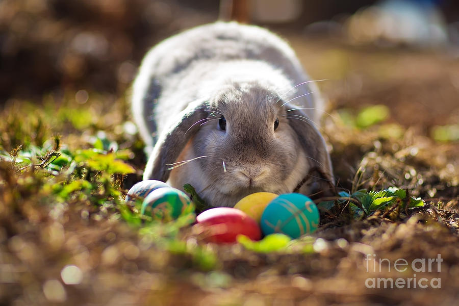 Gift Photograph - A Little Easter Rabbit Sitting Among by Tatiana Bobkova