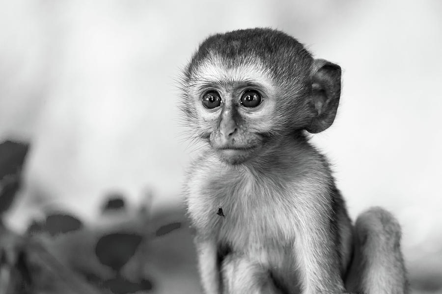 A Little Funny Monkey Is Playing On The Floor Or On The Tree Photograph by  Cavan Images - Pixels