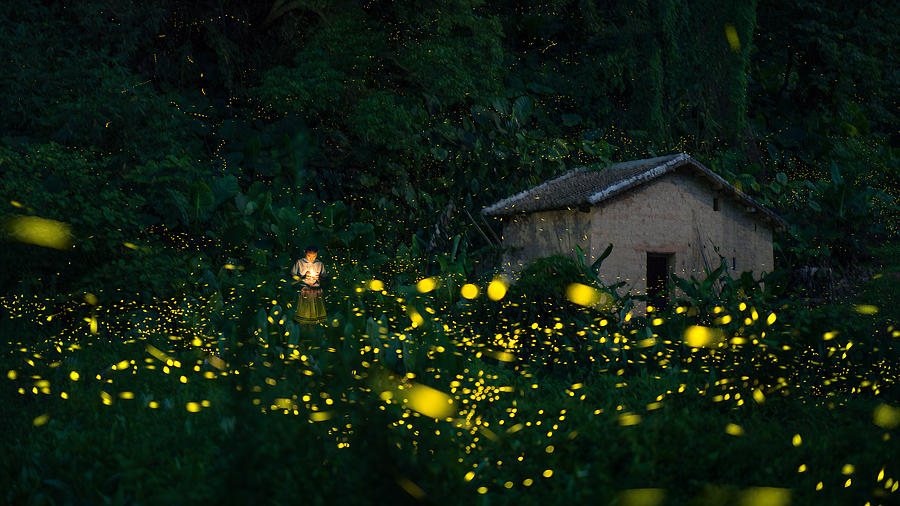 Little Photograph - A Little Girl And Firefly by Hua Zhu