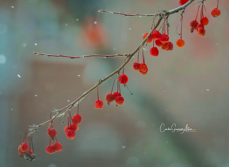 A Little Light, A Little Snow, A Lotta' Reds Photograph by Connie Allen ...