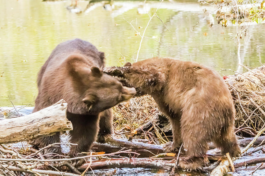 A Little Tussle Photograph by Marc Crumpler