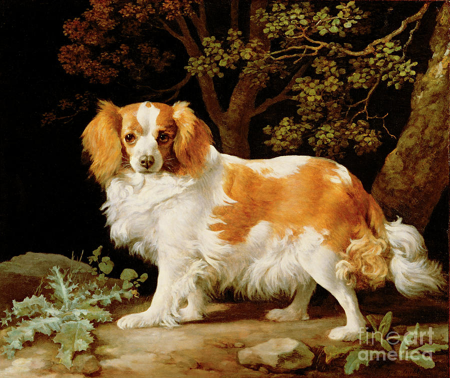 George Stubbs Painting - A Liver And White King Charles Spaniel In A Wooded Landscape, 1776 by George Stubbs