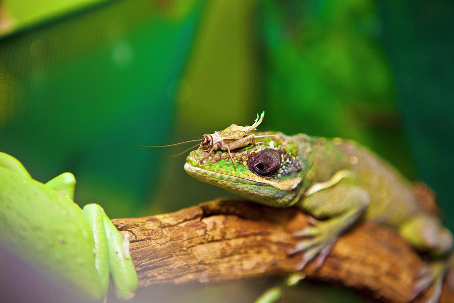 A Lizard On A Branch With A Grasshopper Photograph by Linda Patterson / Design Pics