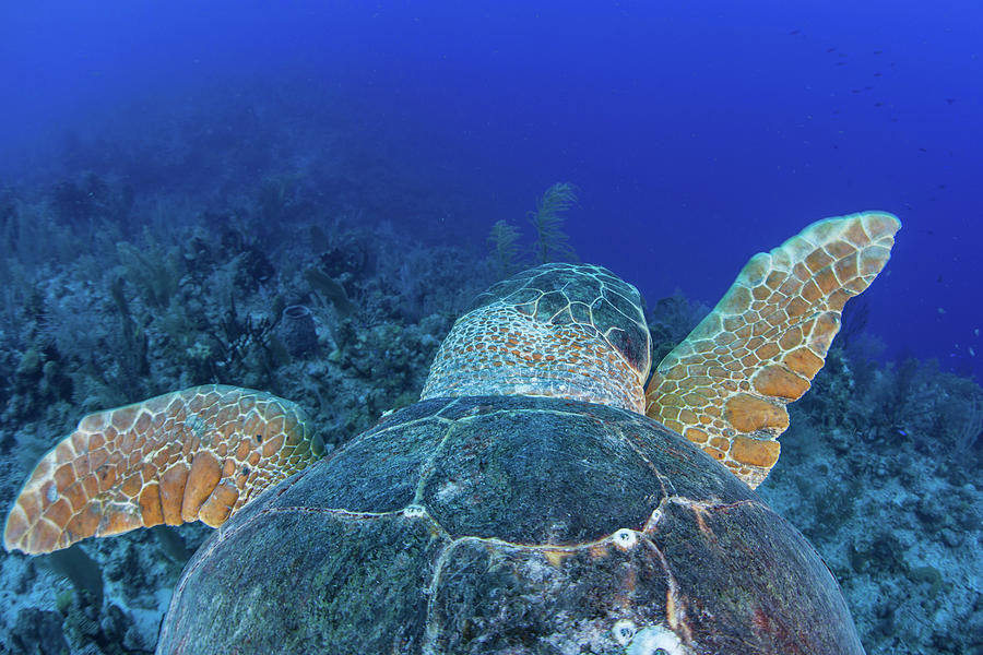 A Loggerhead Sea Turtle Swimming Photograph by Ethan Daniels - Fine Art ...