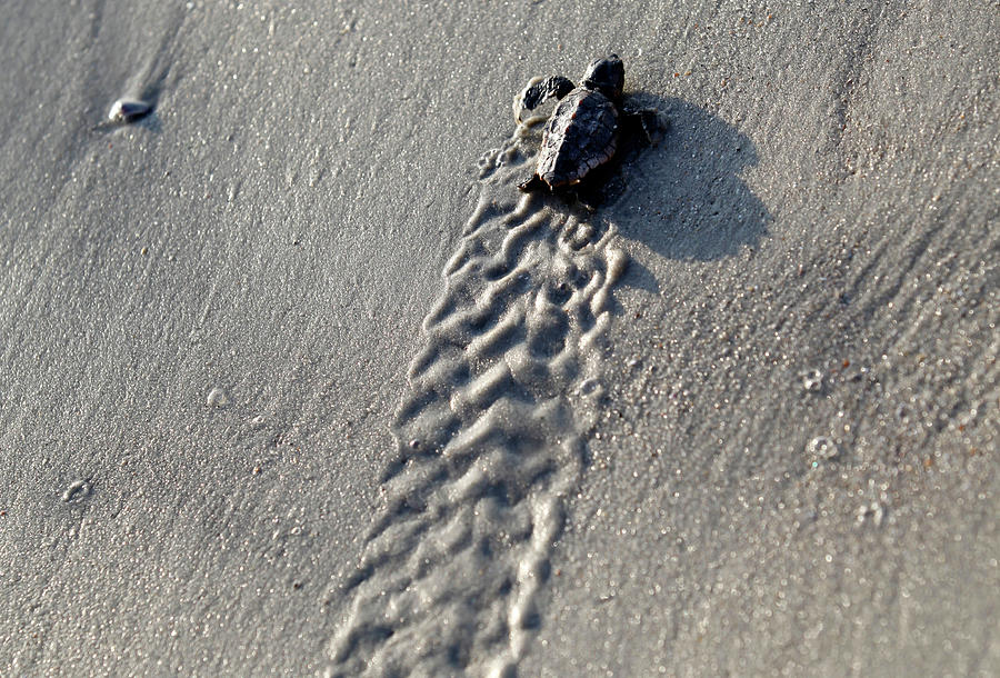 A Loggerhead Turtle Hatchling Makes Photograph By Randall Hill - Fine 