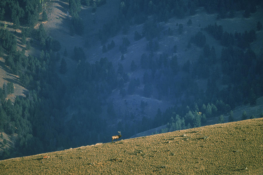 A Lone Bull Elk On A Mountain Ridge In Photograph by Jose Azel A Lone Bull Elk On A Mountain Ridge In Photograph by Jose Azel