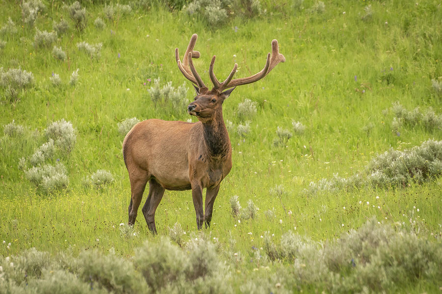 A Lone Elk Photograph