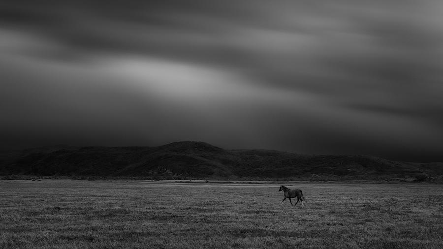 Horse Photograph - A Lone Horse by James Cai