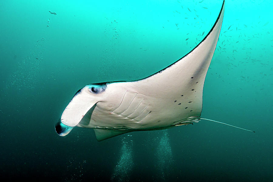 A Lone Oceanic Manta Ray Manta Photograph by Bruce Shafer