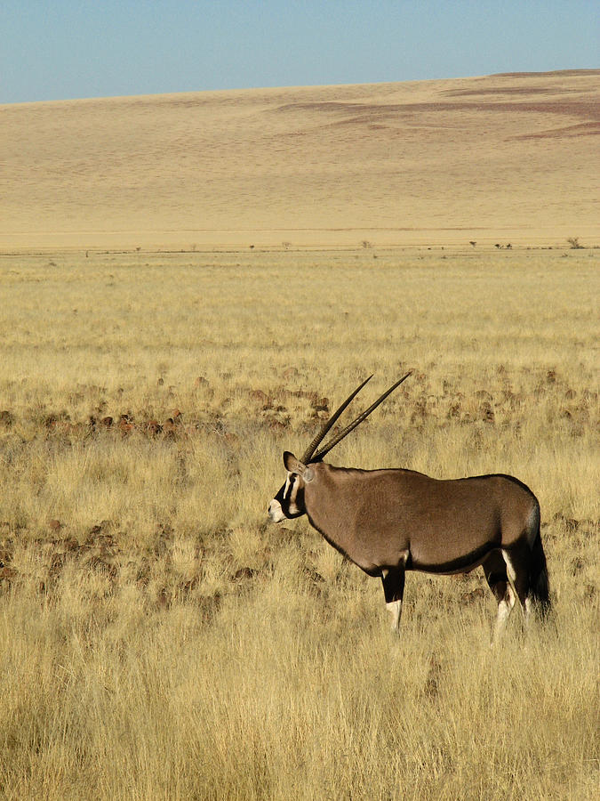 A Lone Oryx Photograph by Elne Burgers