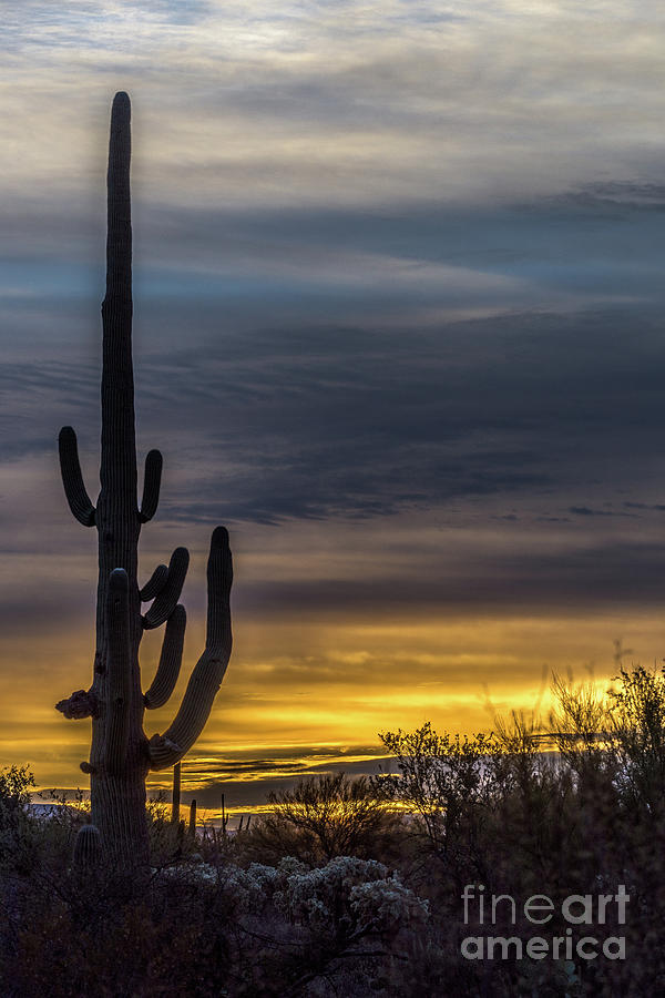 A lone Saguaro cactus at sunrise Photograph by Daniel Ryan