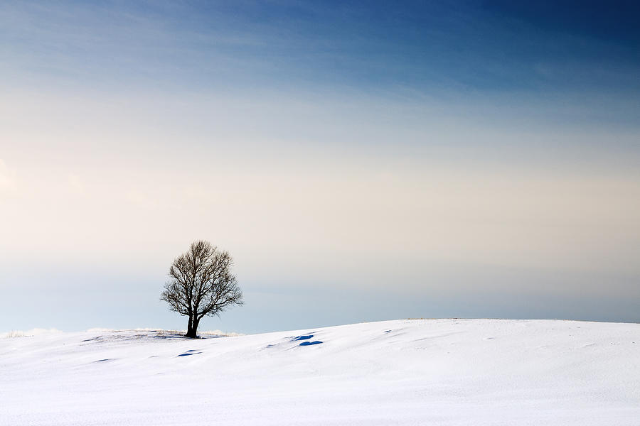 A Lone Tree In A Field Of Snow Photograph by Aurélien Pottier | Fine ...