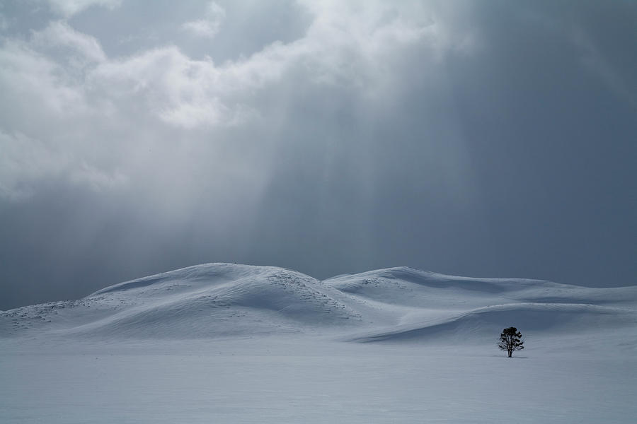 A Lone Tree In Hayden Valley Photograph by George Lepp