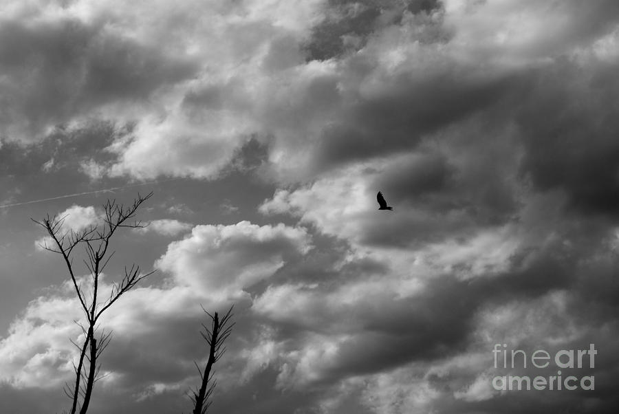 A lonely bird Photograph by Danielle Spencer - Fine Art America