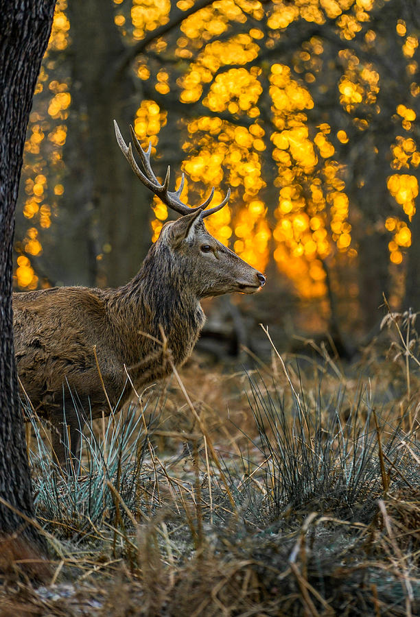 A lonely red deer at sunrise. Photograph by George Afostovremea - Fine ...