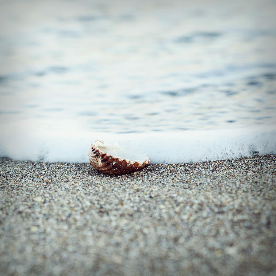 A Lonely Sea Shell On Sand And The Sea Photograph by I Hope You Like My Work