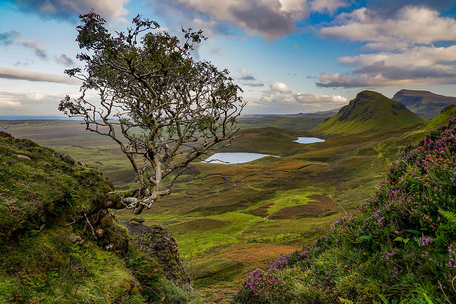 A Lonely Tree From Quiraing Mountains In Isle Of Skye, Scotland. Photograph