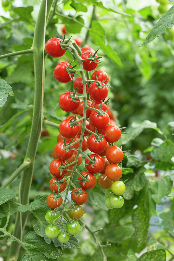 A Long Bunch Of Red Solena Tomatoes In A Greenhouse Photograph by Sabine Lscher