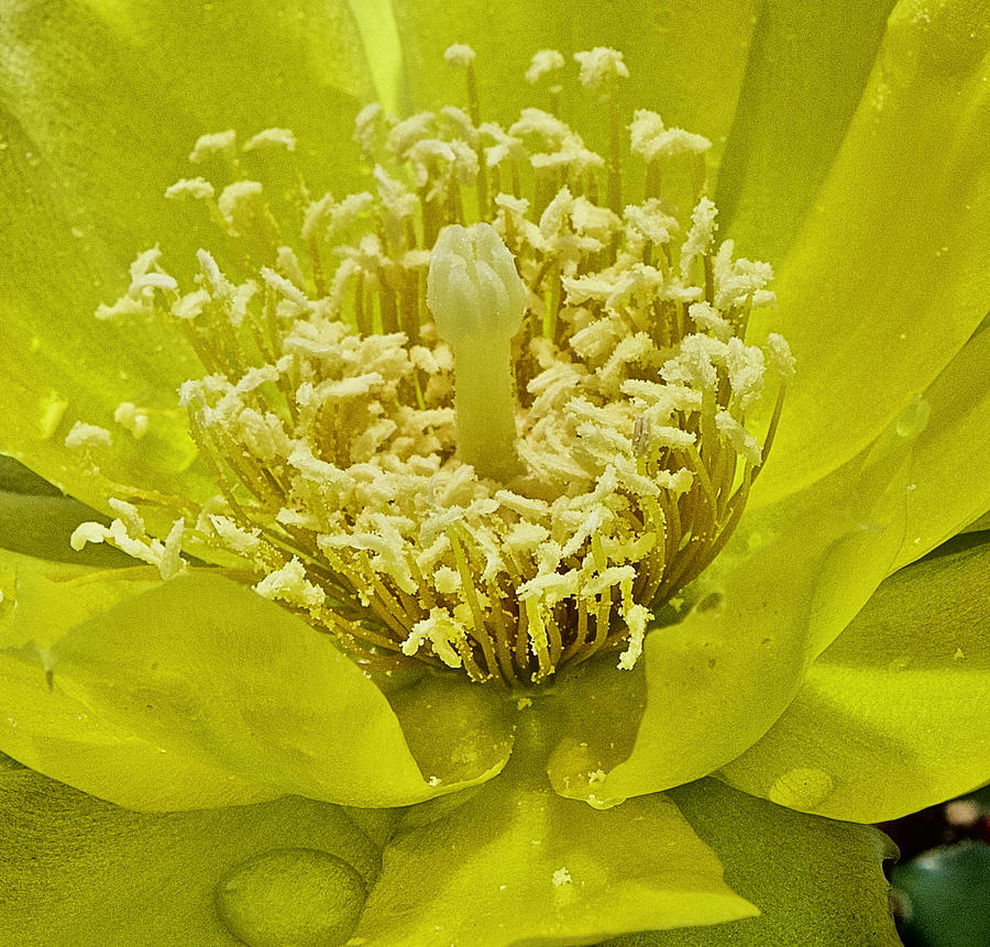 A Look Inside a Cactus Flower Photograph by L Bosco