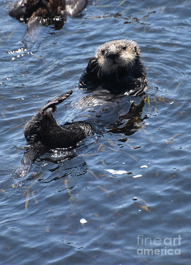 A Look Into the Cute Face of a Floating Sea Otter Photograph by DejaVu ...