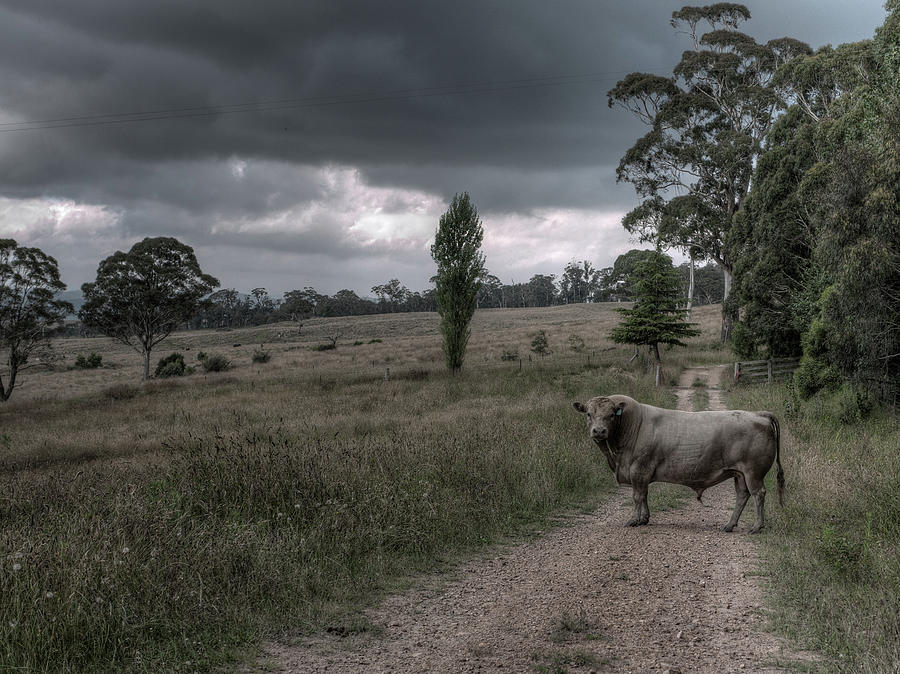 A Lot Of Bull Photograph by Stillshunter