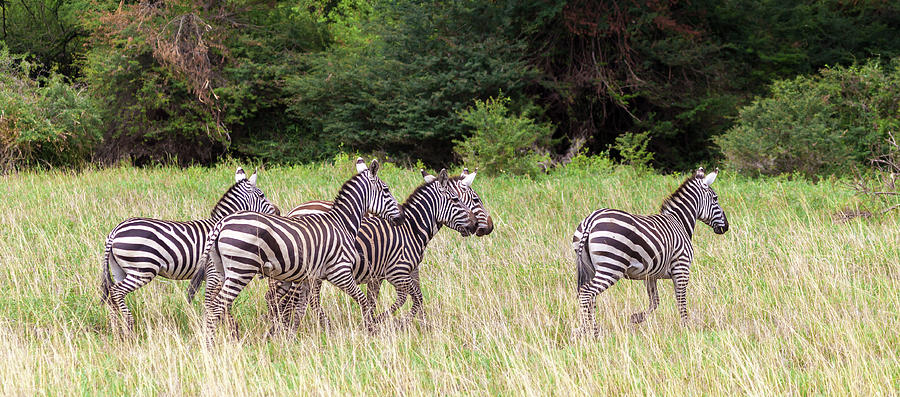 A Lot Of Zebras Run Over The Grassland In Kenya Photograph by Cavan Images