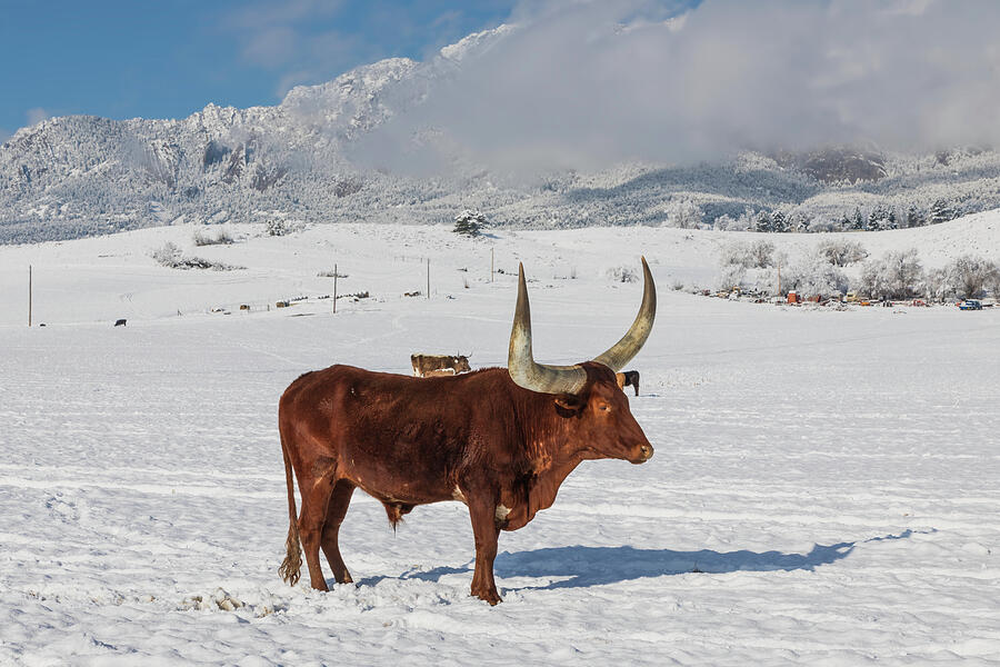 A Lotta Bull Photograph by Lorraine Baum