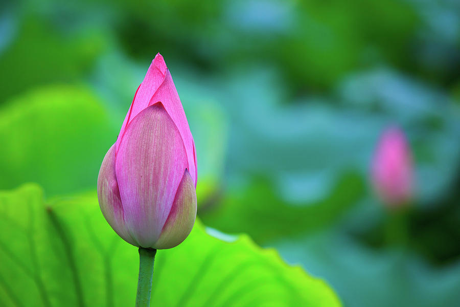 A Lotus Flower Bud Photograph by Tom Bonaventure