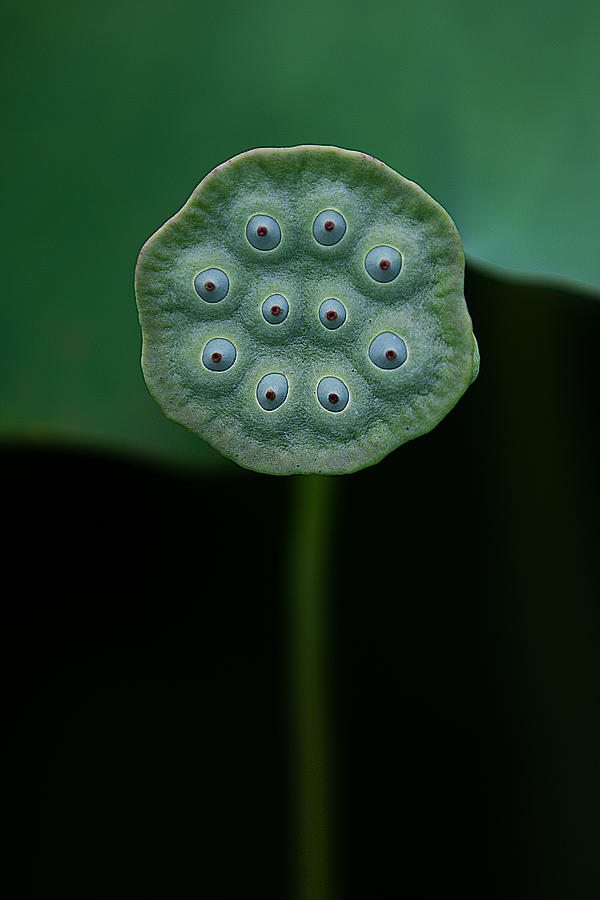 Flower Photograph - A Lotus by Yanny Liu