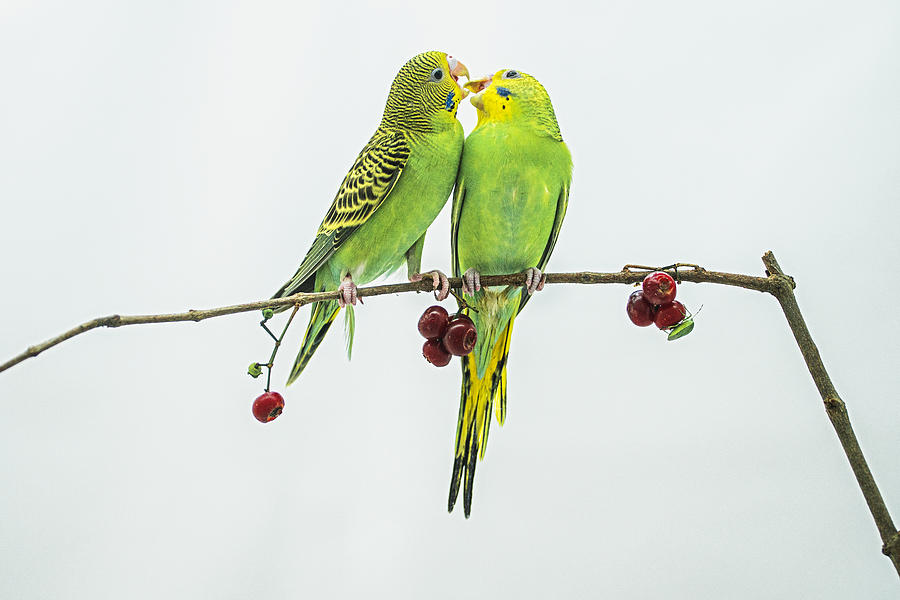 Nature Photograph - A Love by Andi Halil