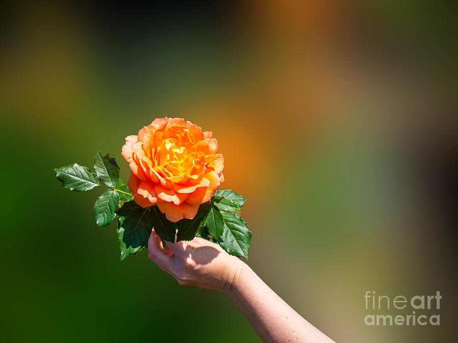 A Lovely Orange Rose at the United States Botanical Garden Photograph by L Bosco