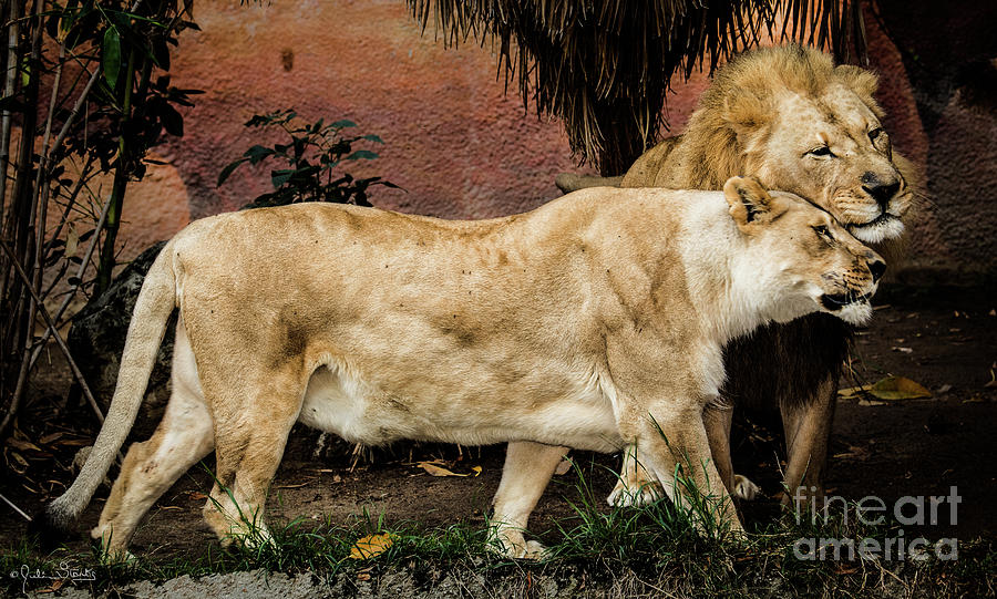 A Loving Lion Couple Photograph