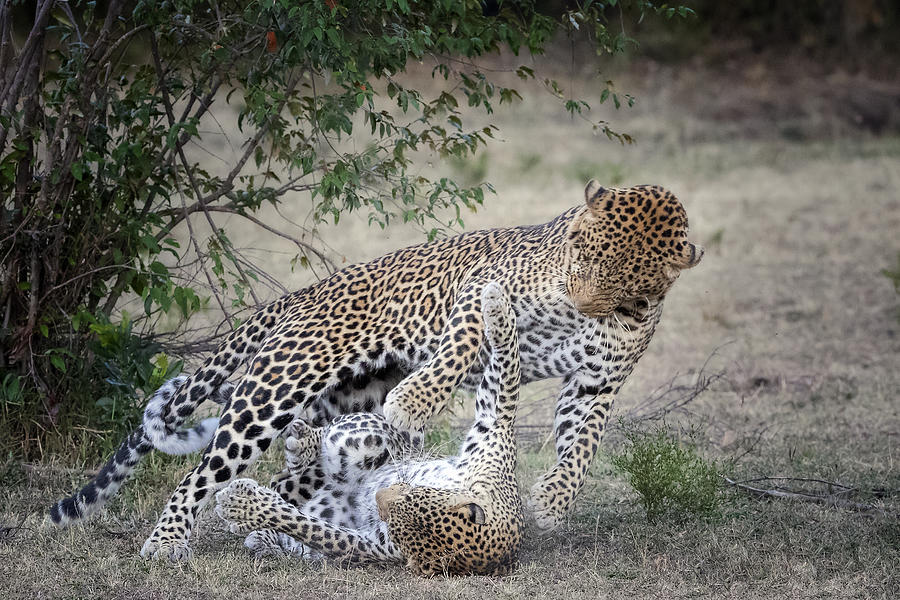 Leopard Photograph - A Loving Swat by Renee Doyle